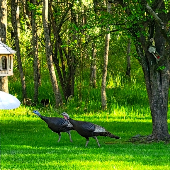 Most Items going to Goodwill. Make a reasonable offer - Picture 1 of 1